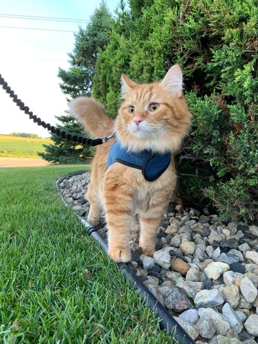 Kitty holster - kitty,